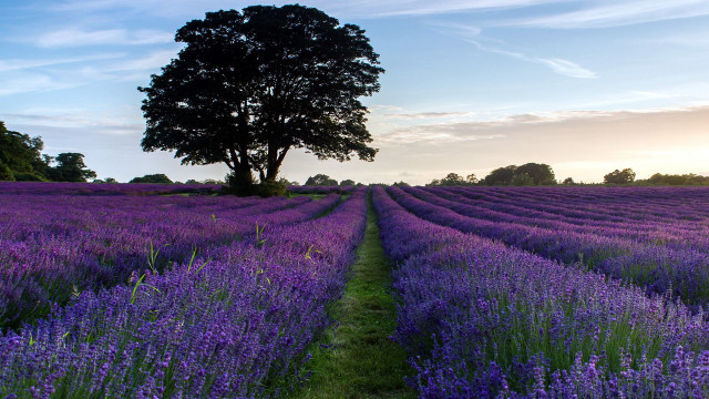 Lavender field tree sunset landscape free wallpaper for desktop - medium preview image