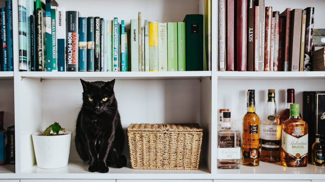 Black cat shelf books liquor free wallpaper for desktop - medium preview image