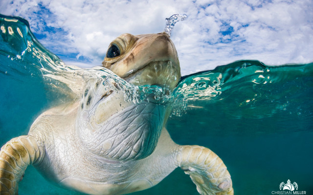 Turtle ocean sky photorealistic water free wallpaper for desktop - medium preview image