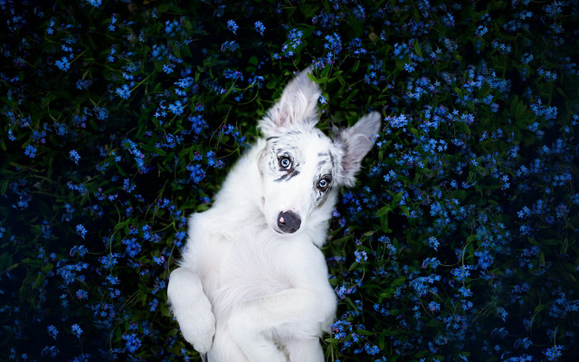 White dog field blue flowers free wallpaper for desktop - medium preview image