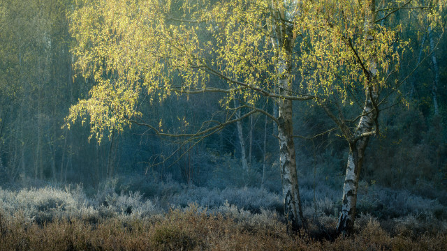 Forest bushes trees tonalism impressionist free wallpaper for desktop - medium preview image