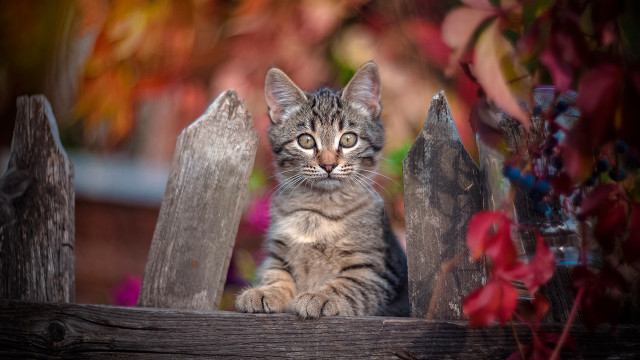Kitten fence flower blurry depthfield free wallpaper for desktop - medium preview image