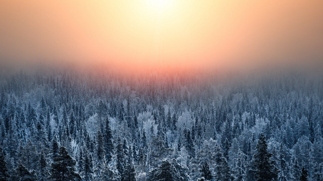 Snowy forest foggy sky volumetric free wallpaper for desktop - medium preview image