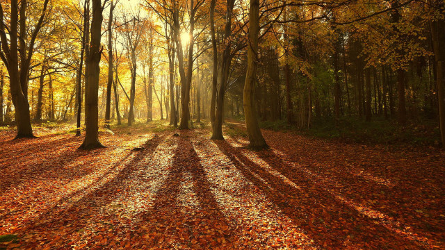 Autumn woods leaves fence city free wallpaper for desktop - medium preview image