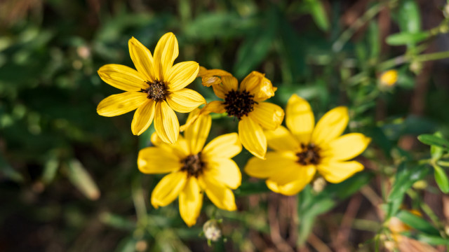 Yellow flower bokeh macro nature free wallpaper for desktop - medium preview image
