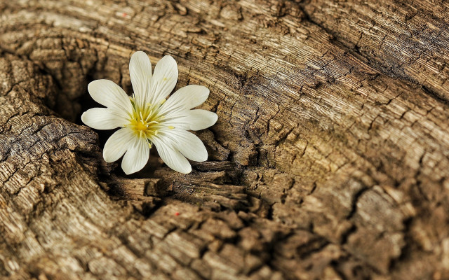 White flower wood peeling bark free wallpaper for desktop - medium preview image