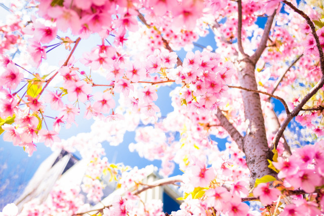 Pink sakura blossoms tree building free wallpaper for desktop - medium preview image
