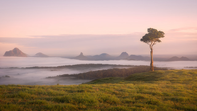 Lone tree hill foggy valley free wallpaper for desktop - medium preview image