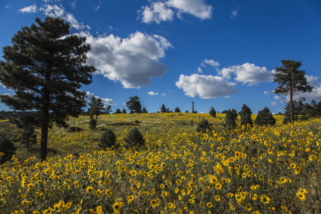 Yellow flowers trees blue sky #2 free wallpaper for desktop - medium preview image