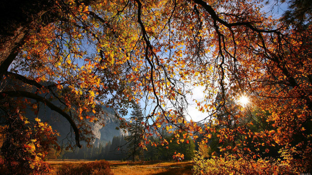 River trees fall colors sunshine free wallpaper for desktop - medium preview image
