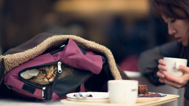 Cat backpack coffee cozy blurry free wallpaper for desktop - medium preview image