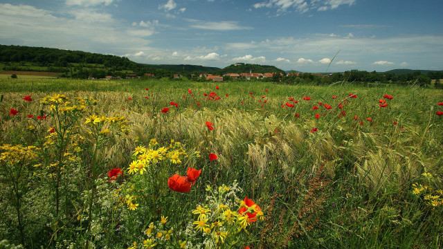 Flower field cloudy sky house free wallpaper for desktop - medium preview image