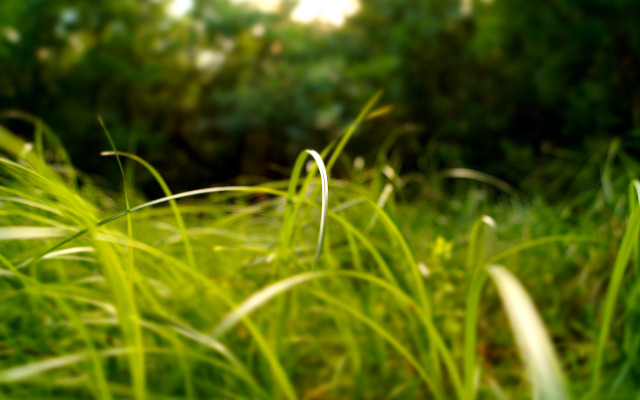 Blurry grass trees sunlight bokeh free wallpaper for desktop - medium preview image