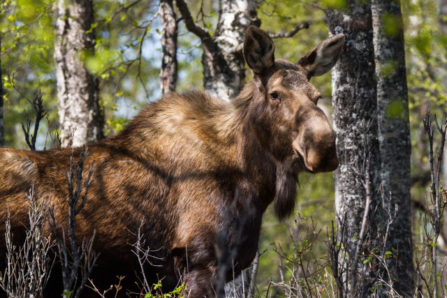 Moose woods trees bushes serious free wallpaper for desktop - medium preview image