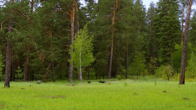 Field trees grass bear primivitism free wallpaper for desktop - medium preview image