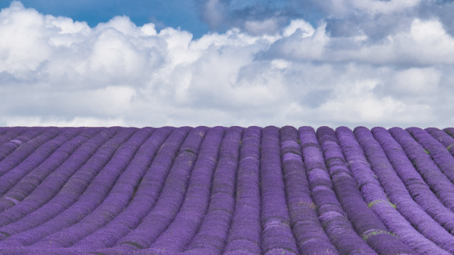 Lavender field cloudy sky rural free wallpaper for desktop - medium preview image