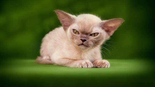 Small kitten green eyes green free wallpaper for desktop - medium preview image