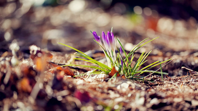 Purple flower sunset battle blurry free wallpaper for desktop - medium preview image