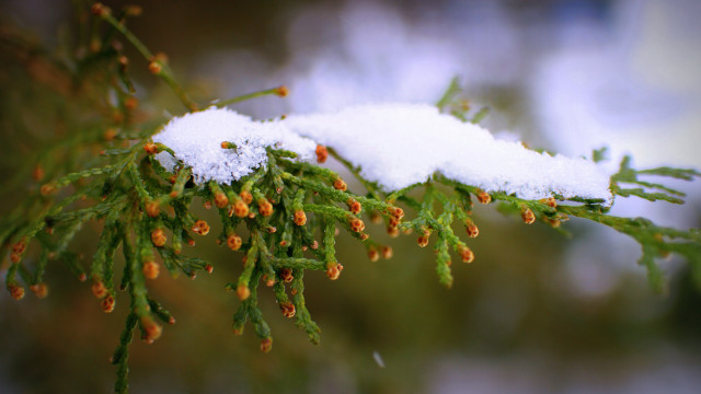 Snow branch buds macro christmas free wallpaper for desktop - medium preview image