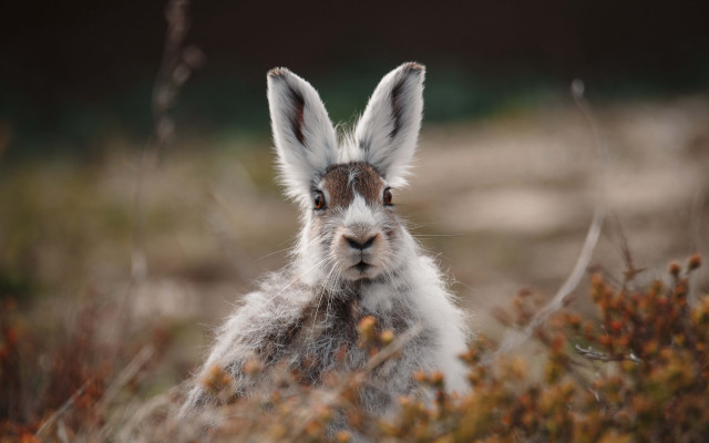 Small rabbit field flowers blurry free wallpaper for desktop - medium preview image