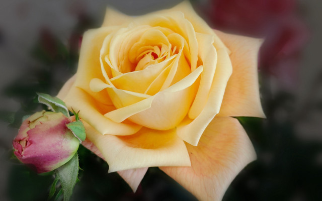 Yellow rose pink bud rococo free wallpaper for desktop - medium preview image