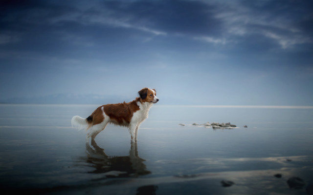 Dog water distance sky clouds free wallpaper for desktop - medium preview image