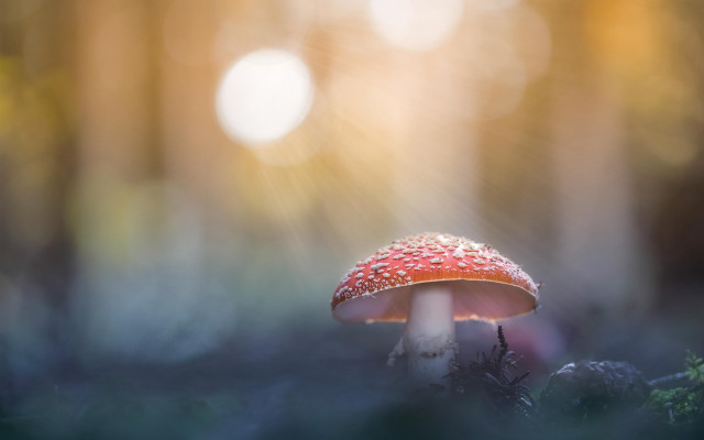Mushroom woods sunbeams backlit macro free wallpaper for desktop - medium preview image