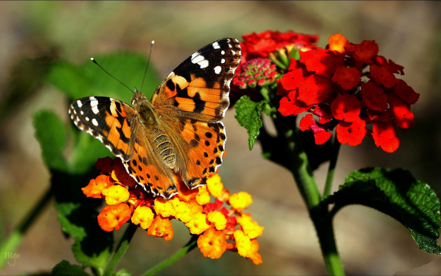 Butterfly flower ecological art macro free wallpaper for desktop - medium preview image