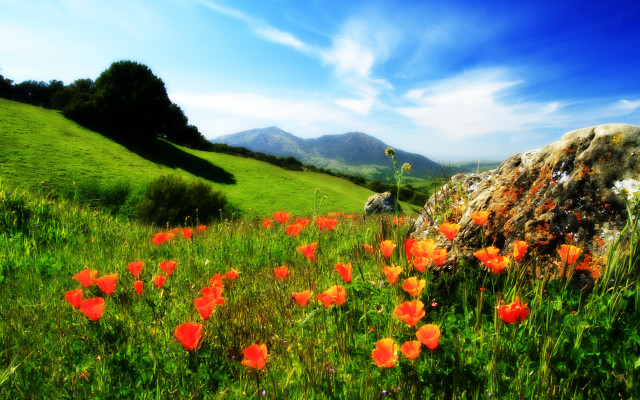 Flower field rock sky clouds free wallpaper for desktop - medium preview image