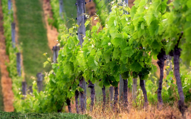 Vineyard trees green leaves blurry free wallpaper for desktop - medium preview image