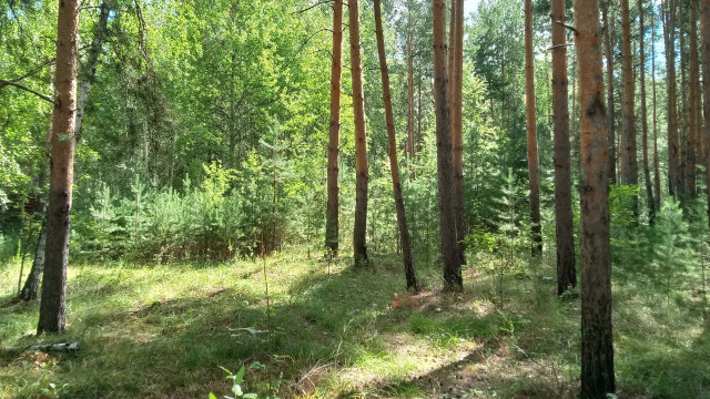 Primitivism forest trees grass sunlight free wallpaper for desktop - medium preview image