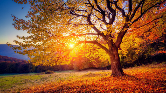 Autumn tree sunset leaves forest free wallpaper for desktop - medium preview image