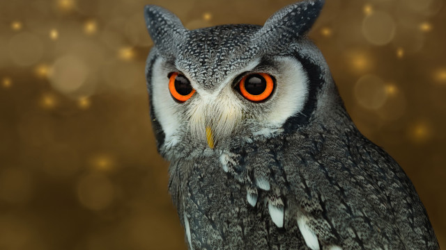 Owl orange eyes bokeh portrait free wallpaper for desktop - medium preview image