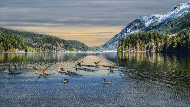 Ducks lake mountains trees cloudy free wallpaper for desktop - medium preview image
