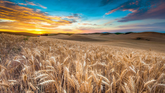 Wheat field sunset clouds hills free wallpaper for desktop - medium preview image