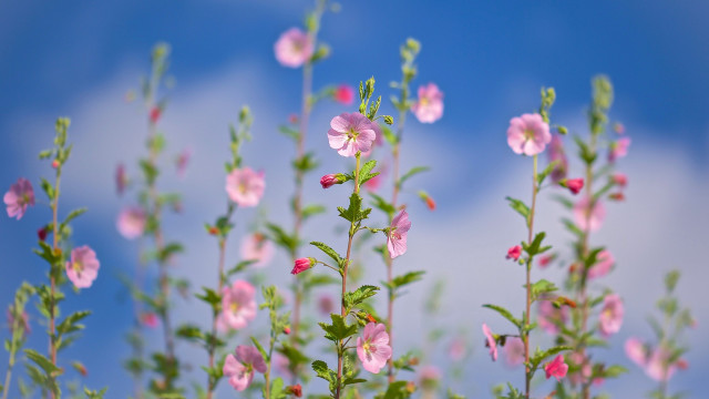 Pink flowers green leaves blue #5 free wallpaper for desktop - medium preview image