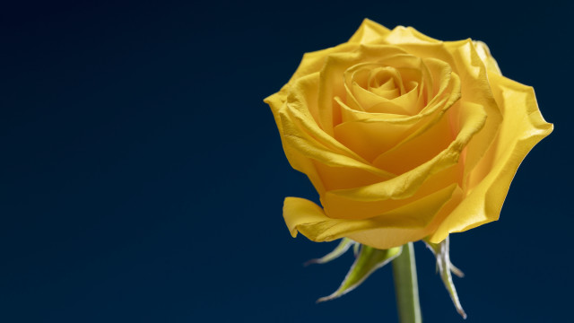 Yellow rose blue sky thin free wallpaper for desktop - medium preview image