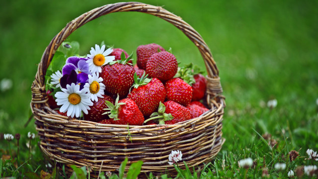 Strawberries daisies basket outdoors nature free wallpaper for desktop - medium preview image