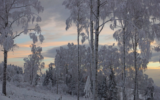 Snowy forest dusk clouds bare free wallpaper for desktop - medium preview image