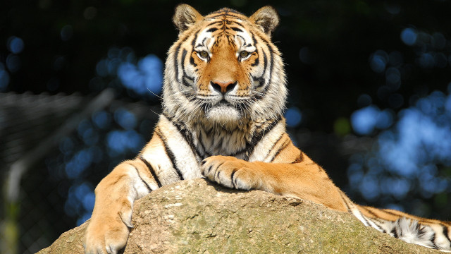Tiger rock forest blurry depth #2 free wallpaper for desktop - medium preview image
