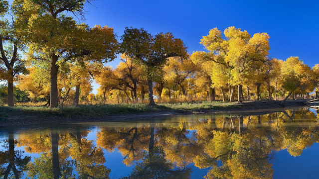 River trees bridge sky autumn free wallpaper for desktop - medium preview image