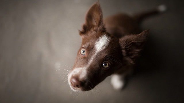 Brown white dog sad look free wallpaper for desktop - medium preview image