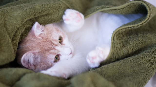 Cat green blanket cozy blurry free wallpaper for desktop - medium preview image