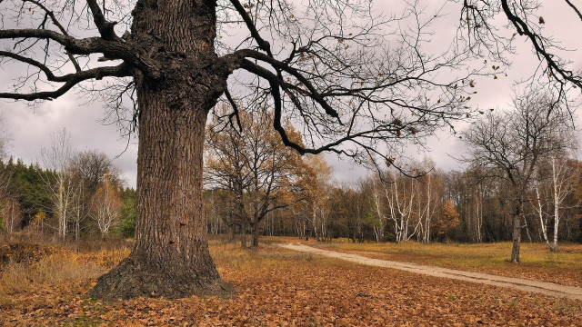 Woodland dirt road autumn leaves free wallpaper for desktop - medium preview image