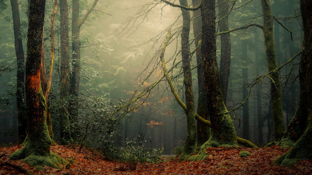 Forest trail misty nature vines free wallpaper for desktop - medium preview image