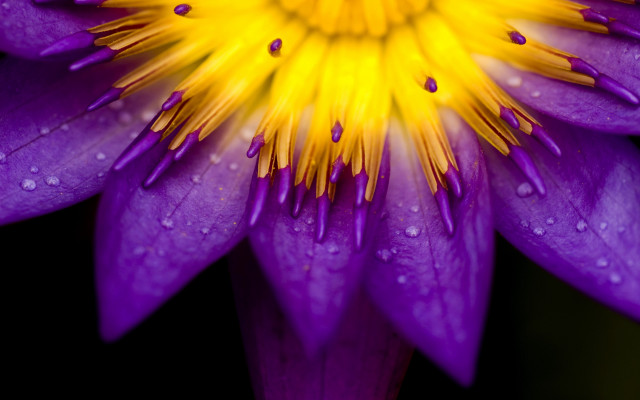 Purple flower water droplets macro #42 free wallpaper for desktop - medium preview image