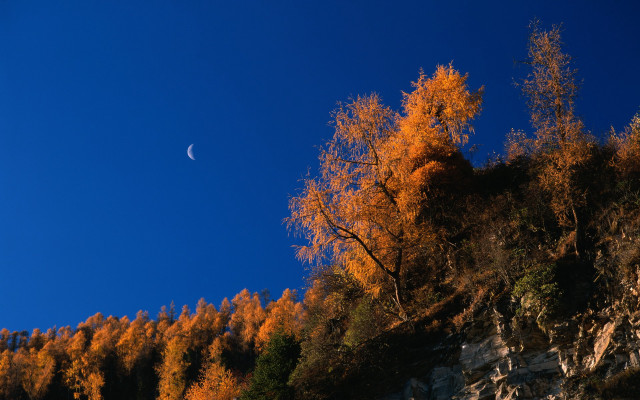 Orange leaves hill moon trees free wallpaper for desktop - medium preview image