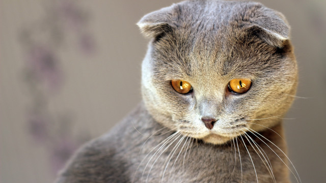 Cat yellow eyes looking at free wallpaper for desktop - medium preview image