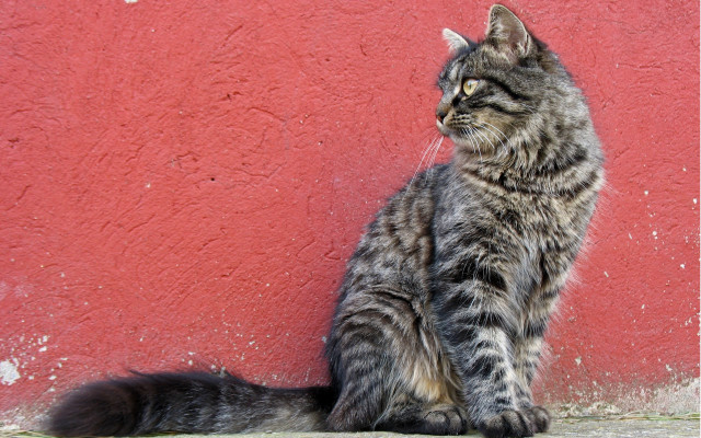 Cat red wall black white free wallpaper for desktop - medium preview image