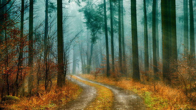 Dirt road forest trees autumn free wallpaper for desktop - medium preview image